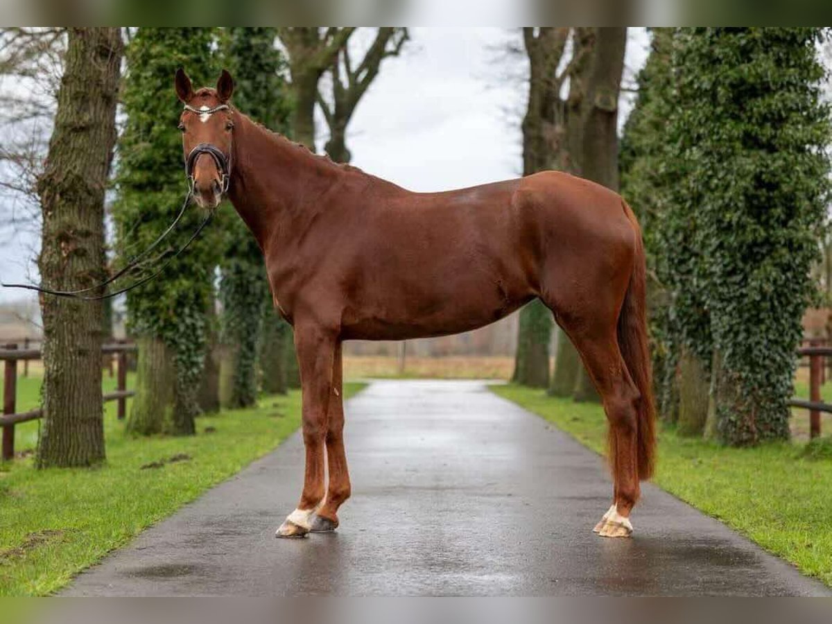 Hanoverian Mare 6 years 17,1 hh Chestnut-Red in Kutenholz