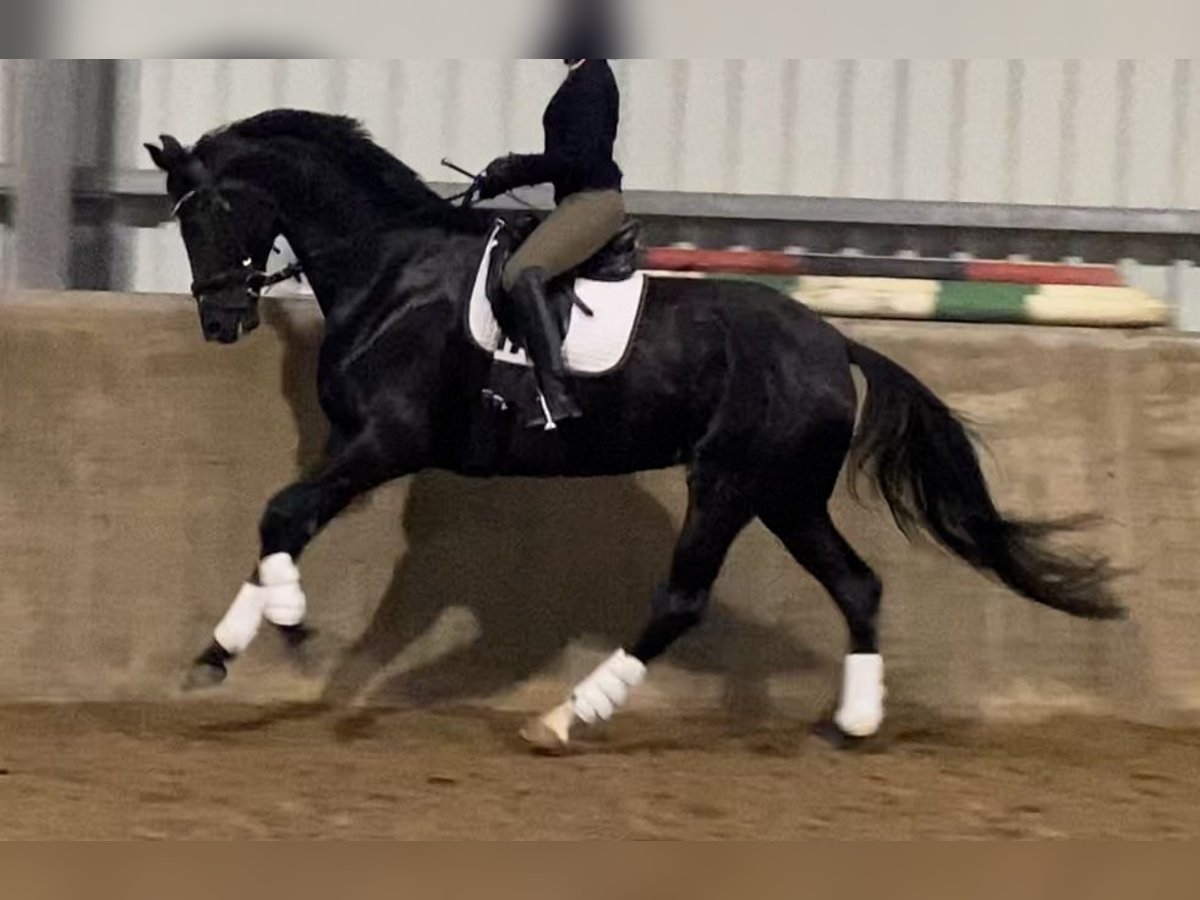 Hanoverian Mare 6 years 17 hh Black in Kevelaer