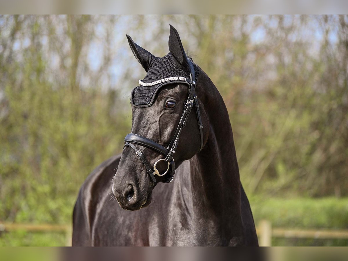 Hanoverian Mare 6 years 17 hh Black in Riedstadt