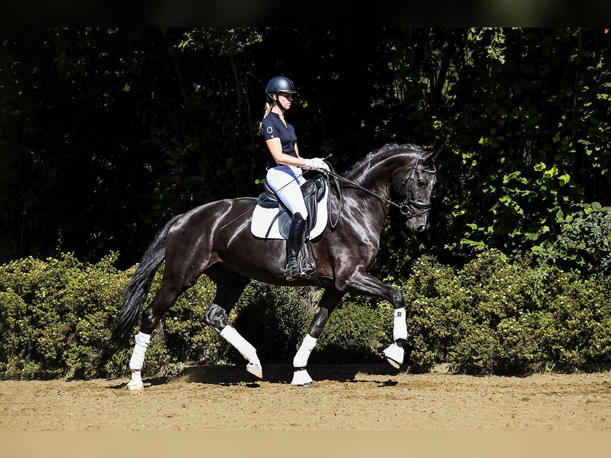 Hanoverian Mare 6 years 17 hh Black in Riedstadt