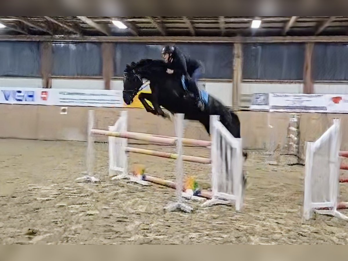 Hanoverian Mare 6 years 17 hh Black in Wanna