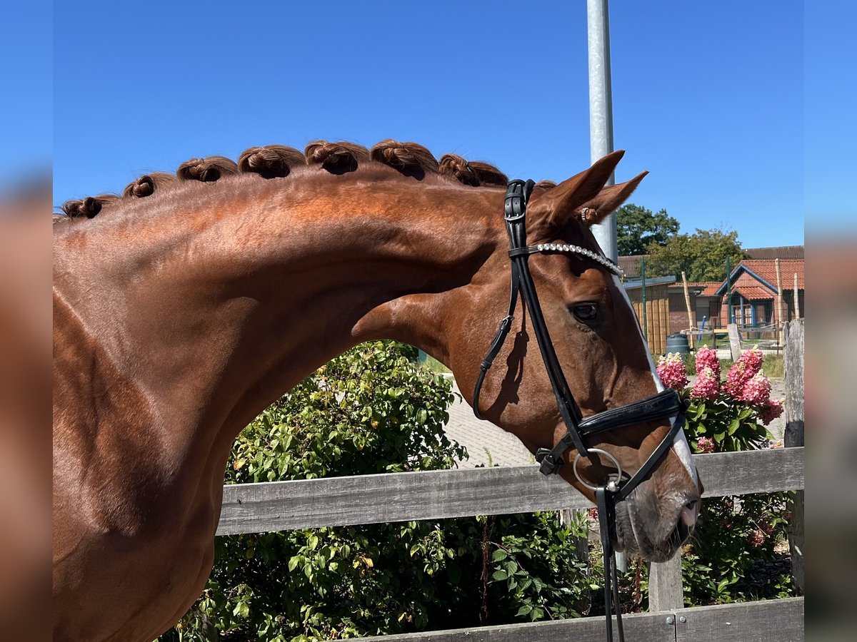 Hanoverian Mare 6 years 17 hh Chestnut-Red in Bargstedt