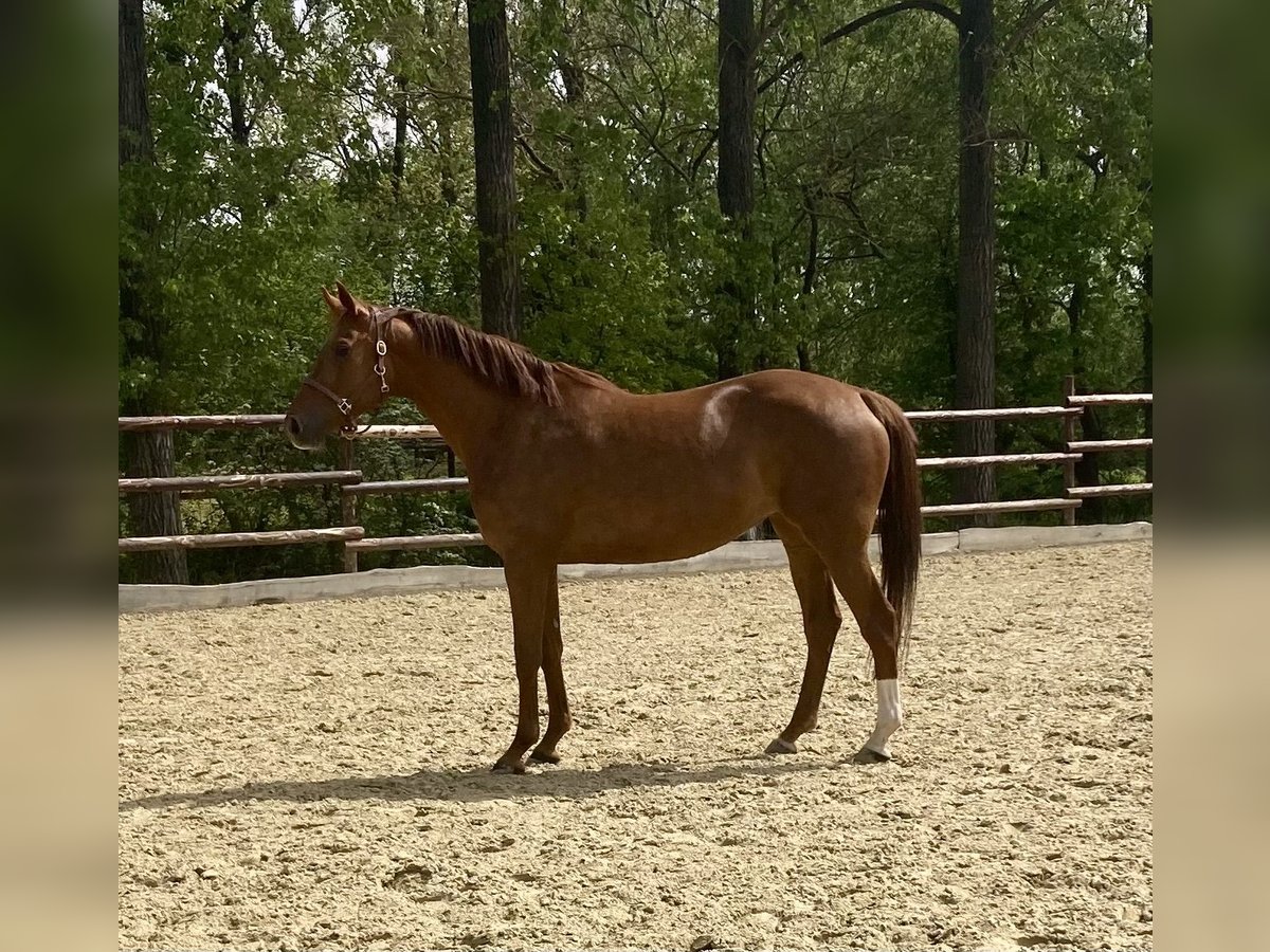 Hanoverian Mare 6 years 17 hh Chestnut-Red in ZülpichZülpich