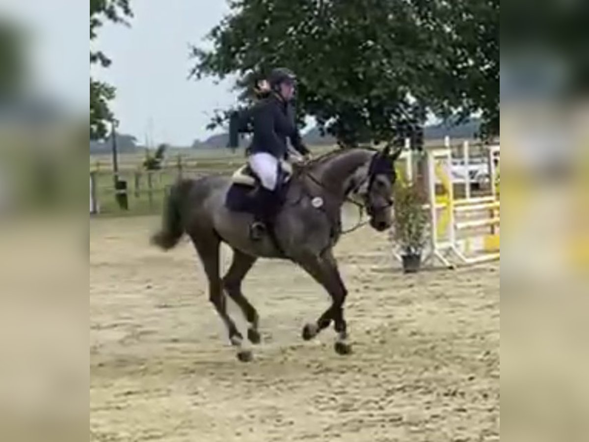 Hanoverian Mare 6 years 17 hh Gray-Dapple in Nieheim