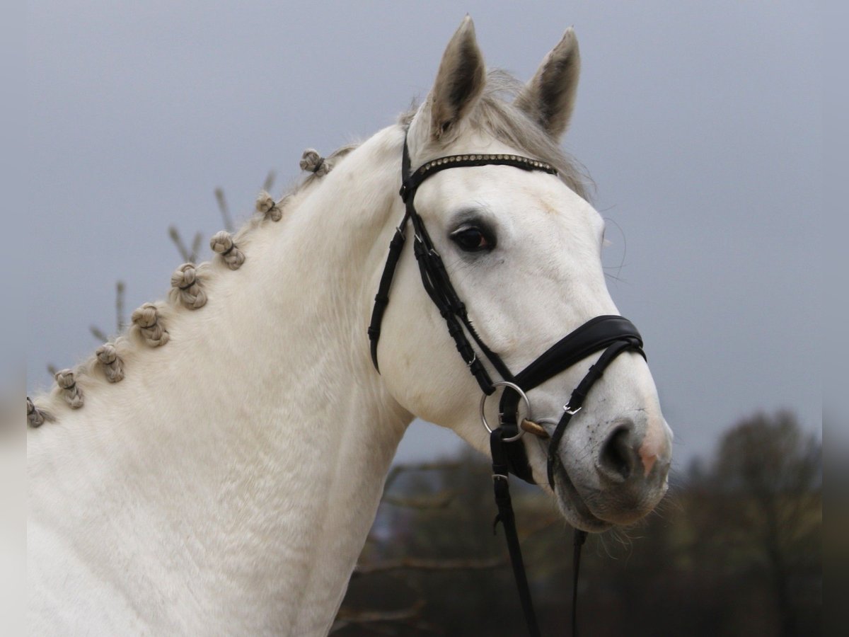 Hanoverian Mare 6 years 17 hh Grey in Bad D&#xFC;rrheim