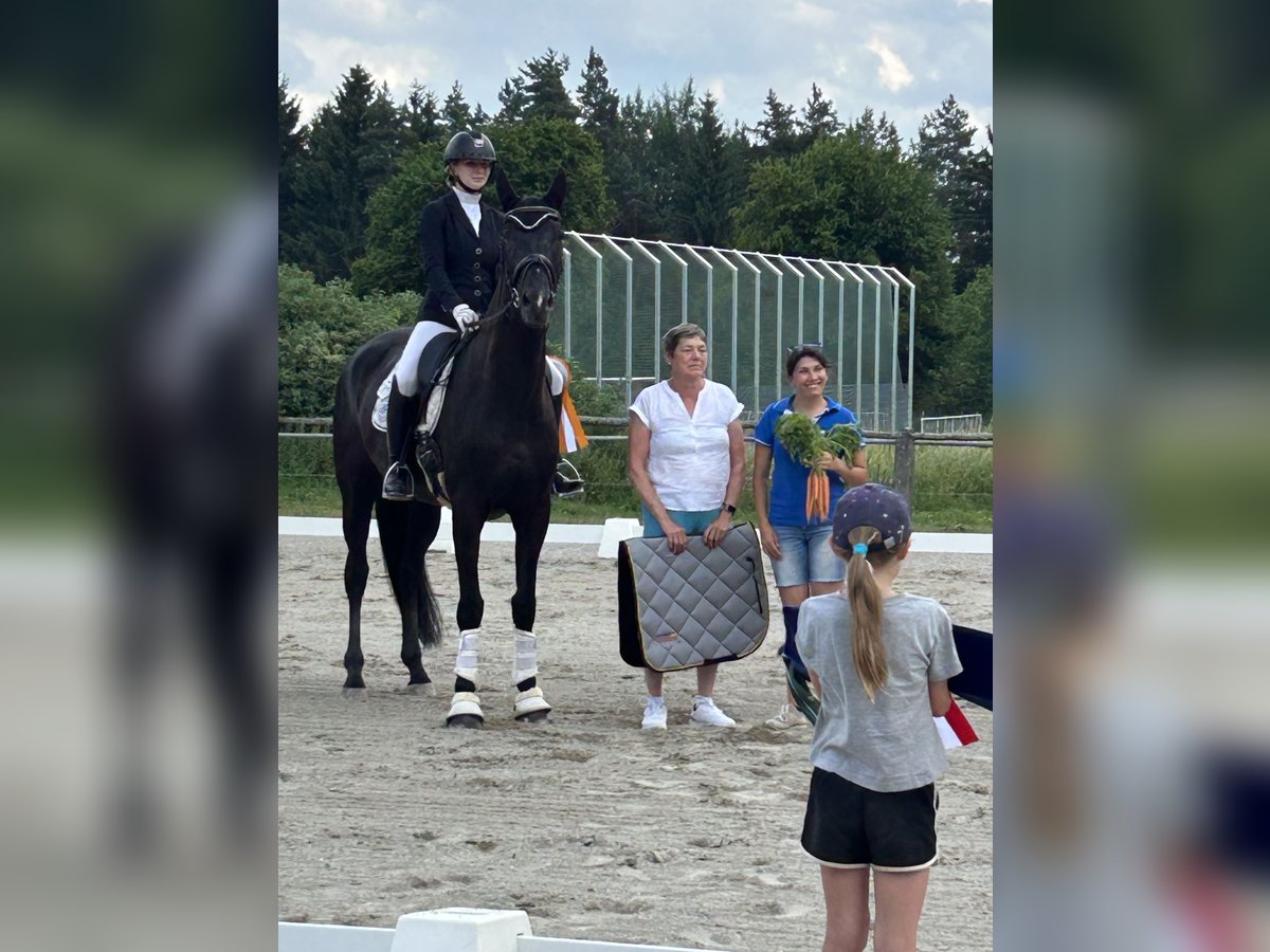 Hanoverian Mare 6 years 17,1 hh Black in Gundelfingen Hanoverian Mare 6 years 17,1 hh Black in Gundelfingen