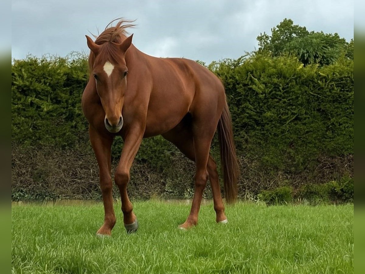 Hanoverian Mare 6 years 17,1 hh Chestnut-Red in Hildesheim