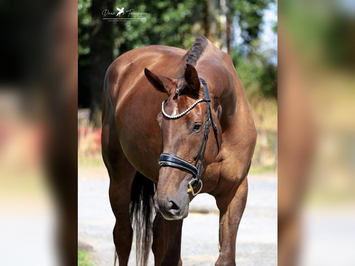 Hanoverian Mare 6 years 18 hh Chestnut in Gro&#xDF;heide