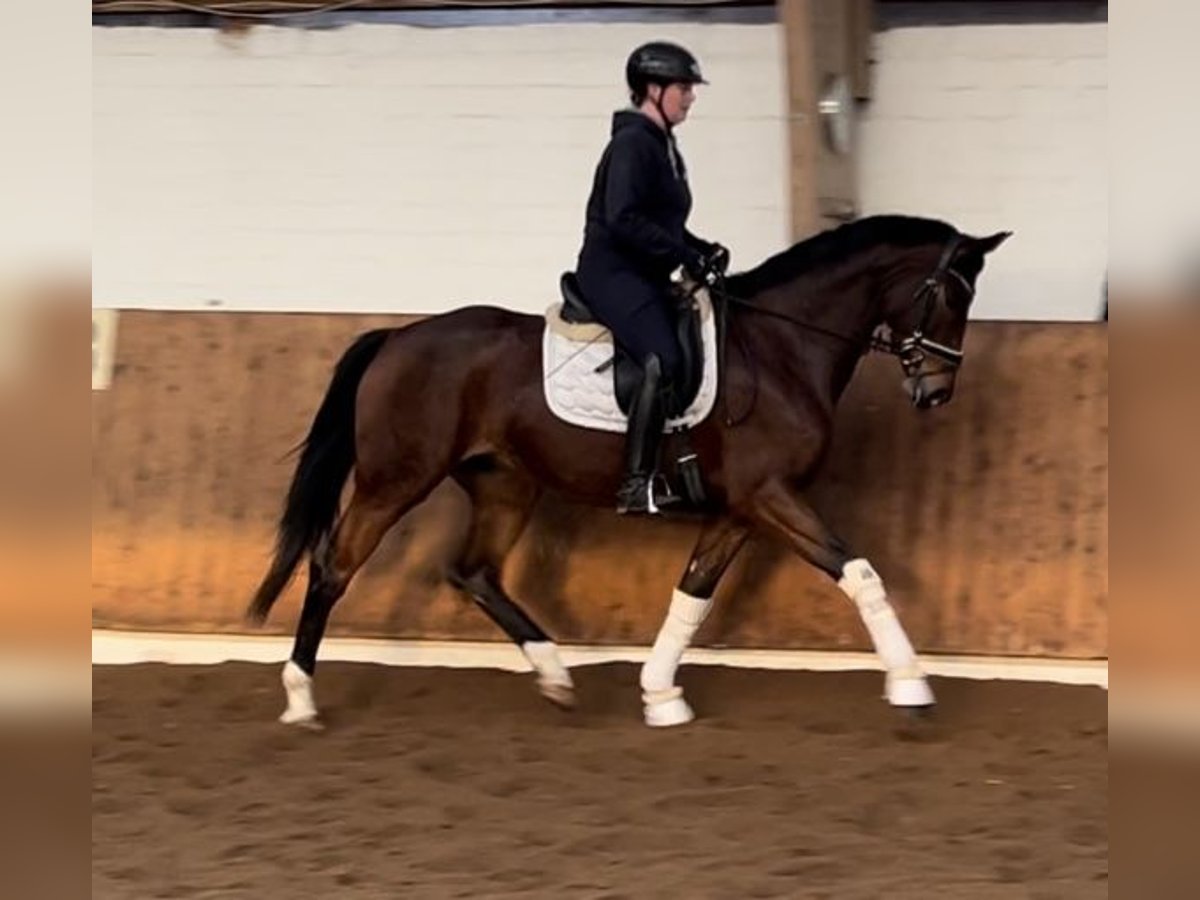 Hanoverian Mare 6 years Brown in Hamburg