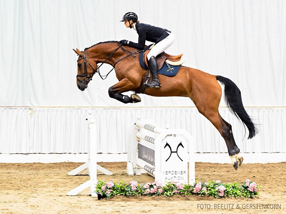 Hanoverian Mare 6 years Brown in Verden