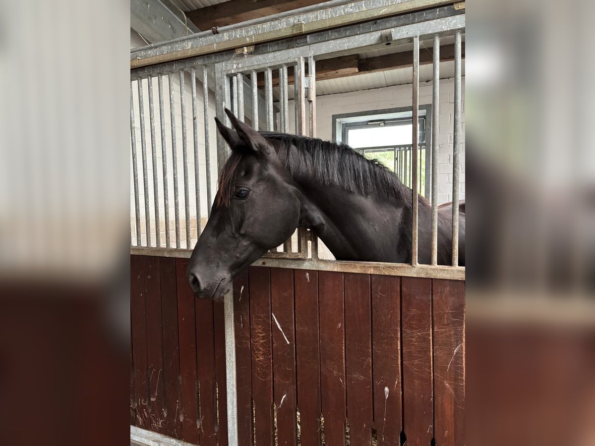 Hanoverian Mare 6 years in Hesel