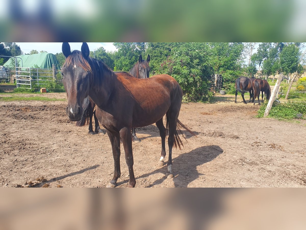 Hanoverian Mare 7 years 15,1 hh Black in Petersberg