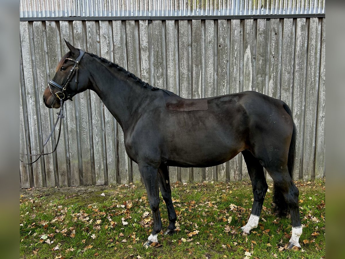 Hanoverian Mare 7 years 15,1 hh Smoky-Black in Salzhausen