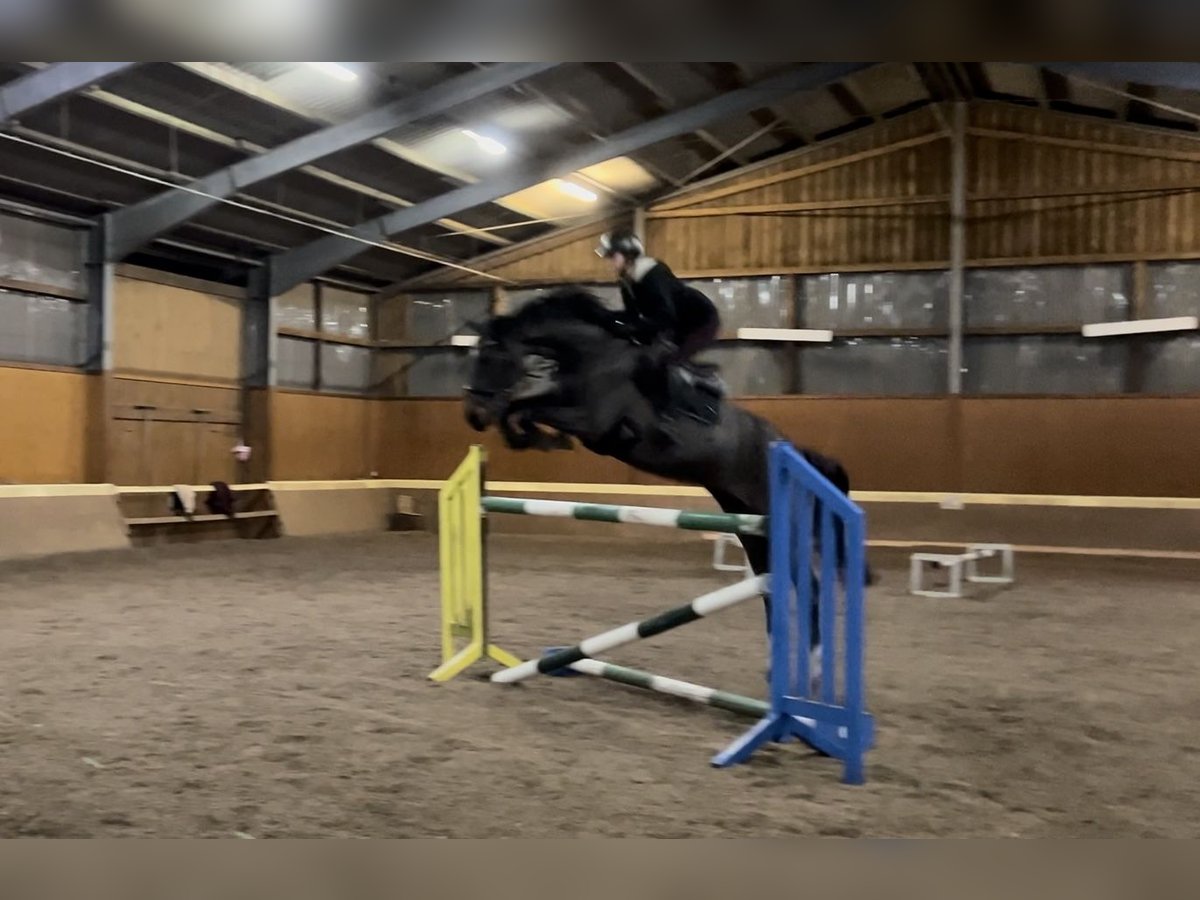 Hanoverian Mare 7 years 15,1 hh Smoky-Black in Salzhausen