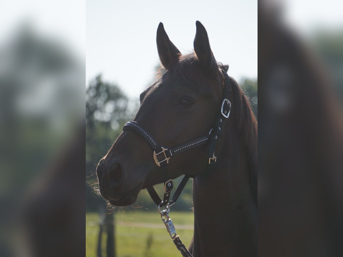Hanoverian Mare 7 years 15,2 hh Bay-Dark in Radbruch