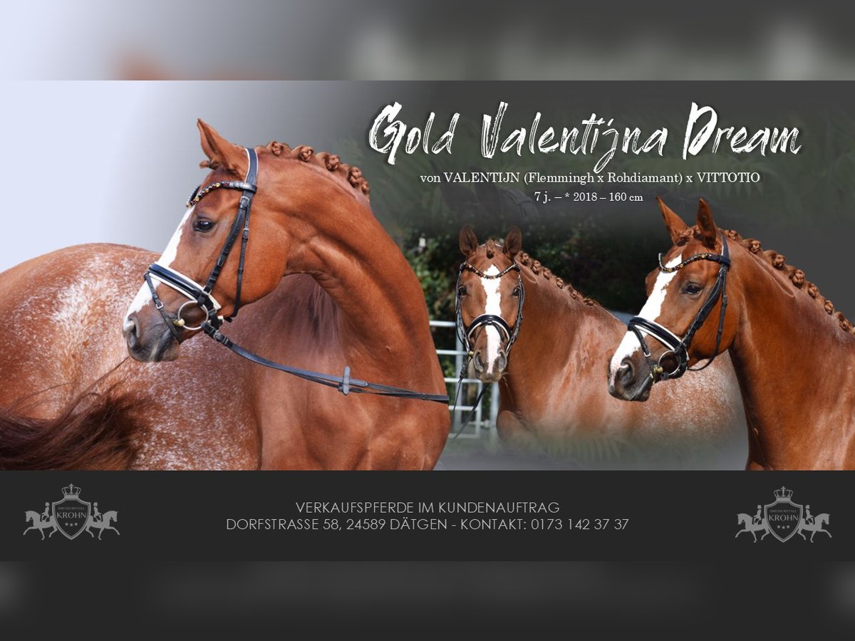 Hanoverian Mare 7 years 15,2 hh Chestnut-Red in D&#xE4;tgen