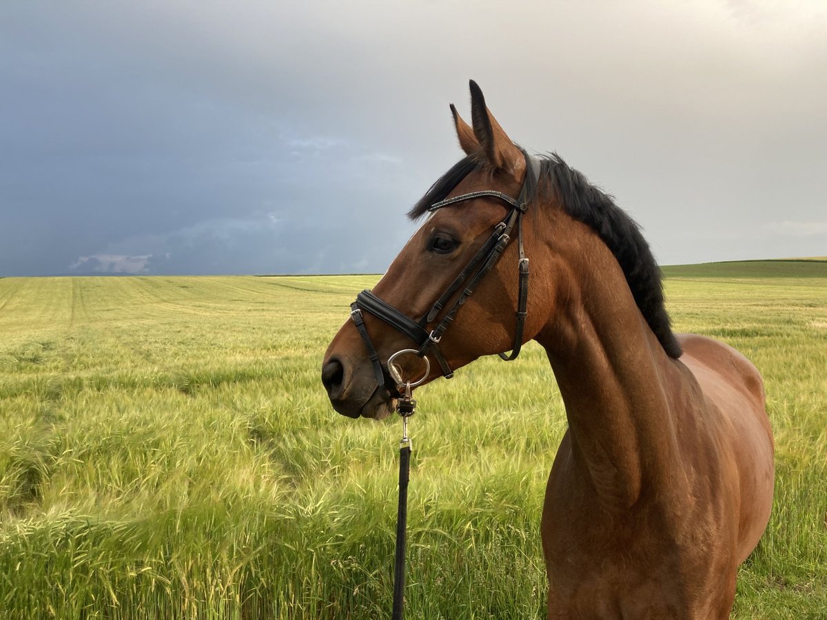 Hanoverian Mare 7 years 15,3 hh Brown in Klosterneuburg