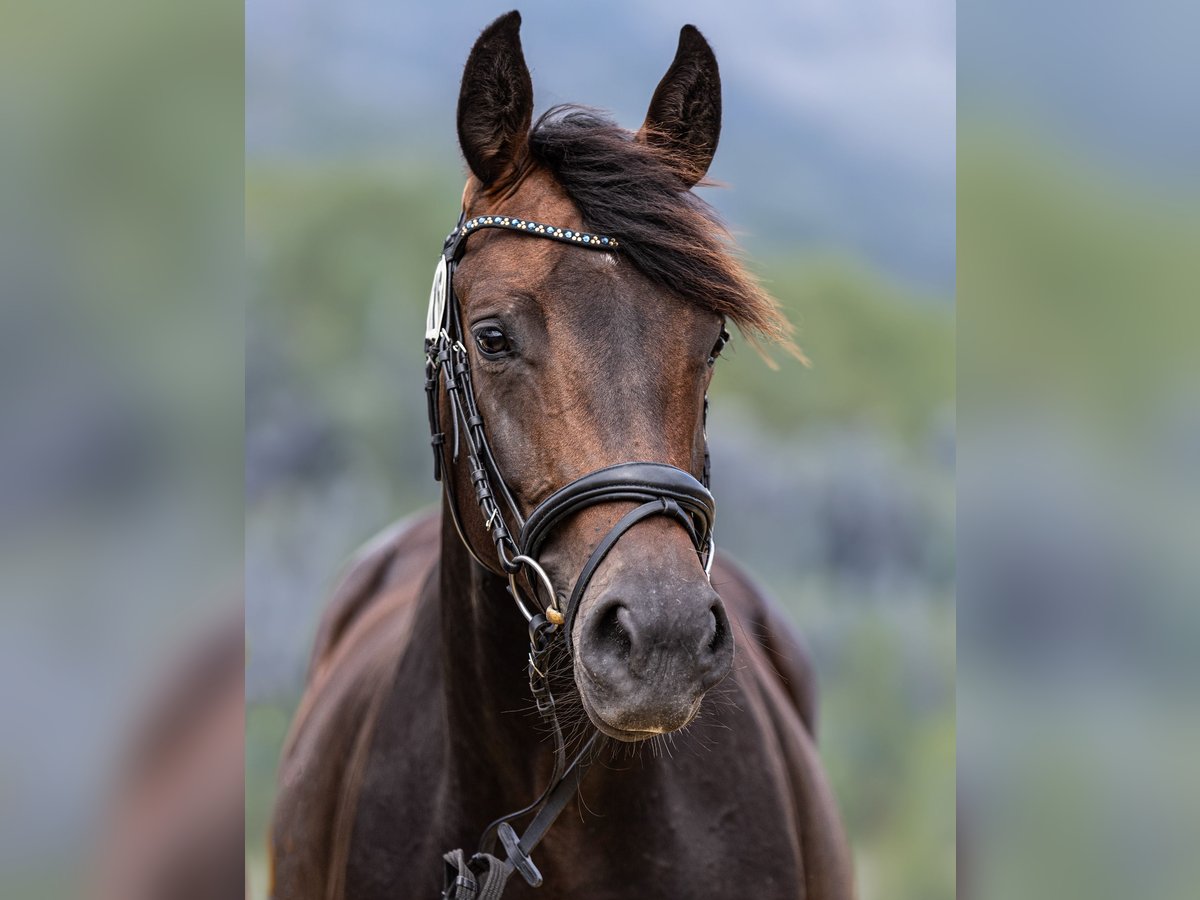 Hanoverian Mare 7 years 16,1 hh Bay-Dark in Leverkusen