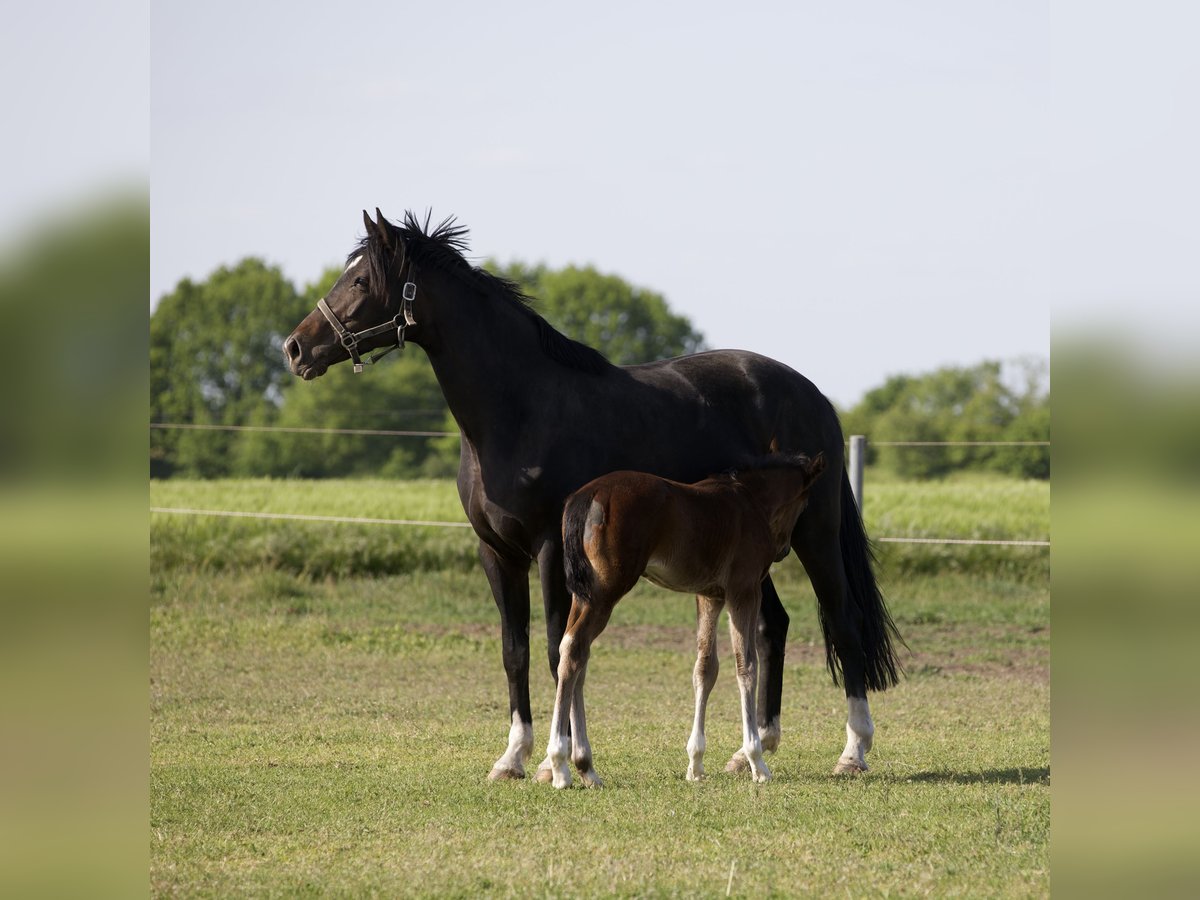 Hanoverian Mare 7 years 16,1 hh Bay-Dark in Belgern