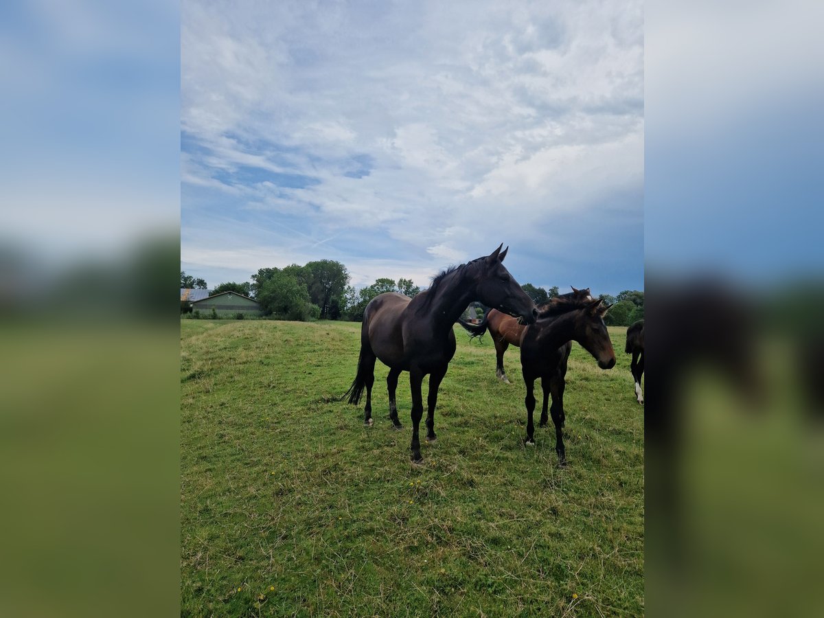 Hanoverian Mare 7 years 16,1 hh Bay-Dark in Rehburg-Loccum Münchehagen