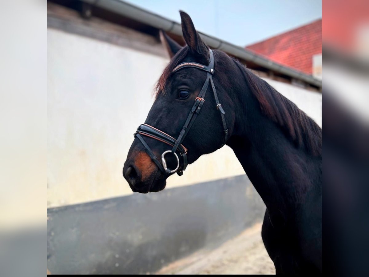 Hanoverian Mare 7 years 16,1 hh Bay-Dark in Rehburg-Loccum Münchehagen