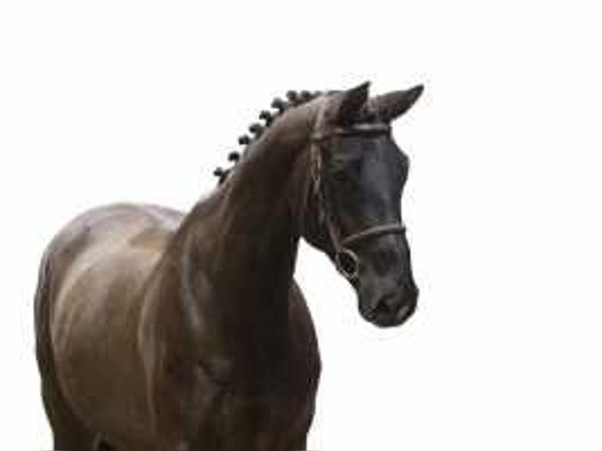 Hanoverian Mare 7 years 16,1 hh Bay-Dark in Waddinxveen