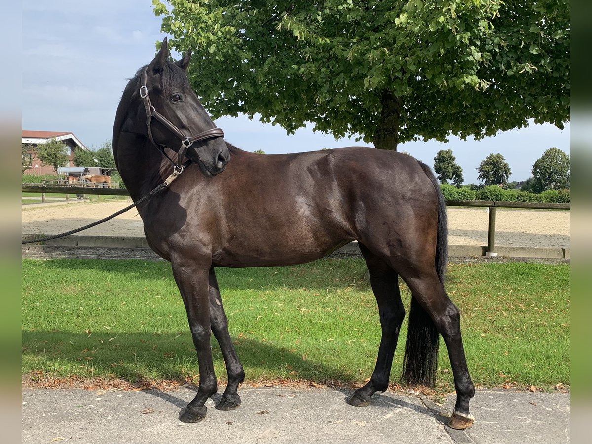 Hanoverian Mare 7 years 16,1 hh Black in Rosendahl