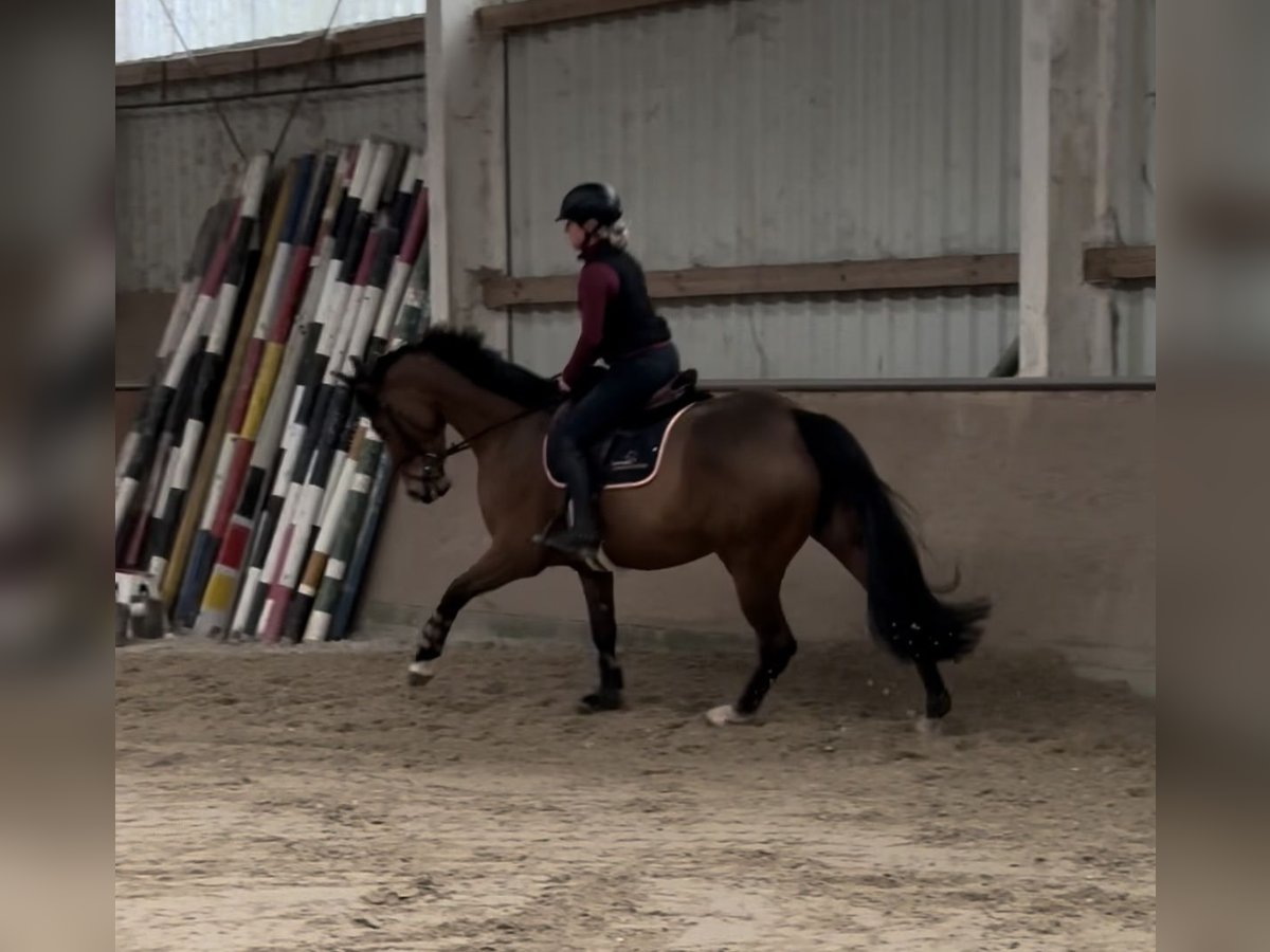 Hanoverian Mare 7 years 16,1 hh Brown in Bonn