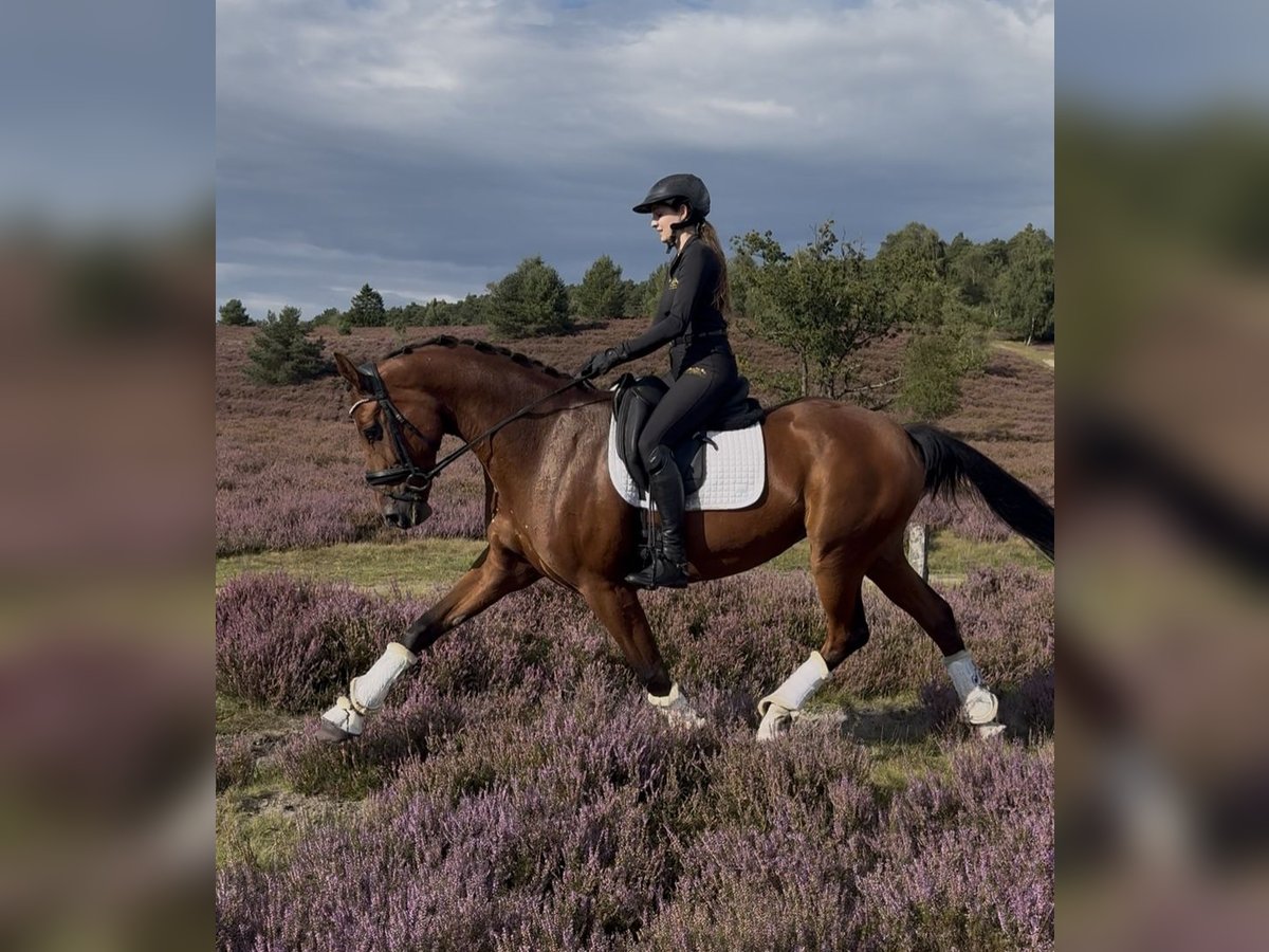 Hanoverian Mare 7 years 16,1 hh Brown in Hanstedt