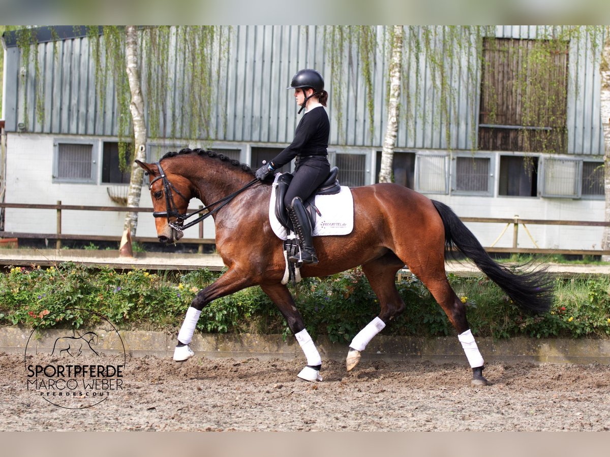 Hanoverian Mare 7 years 16,1 hh Brown in Hassendorf