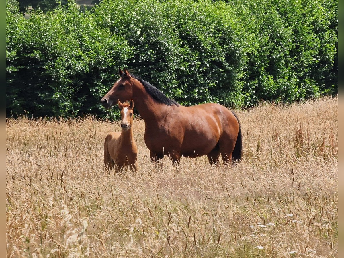 Hanoverian Mare 7 years 16,1 hh Brown in Bargstedt