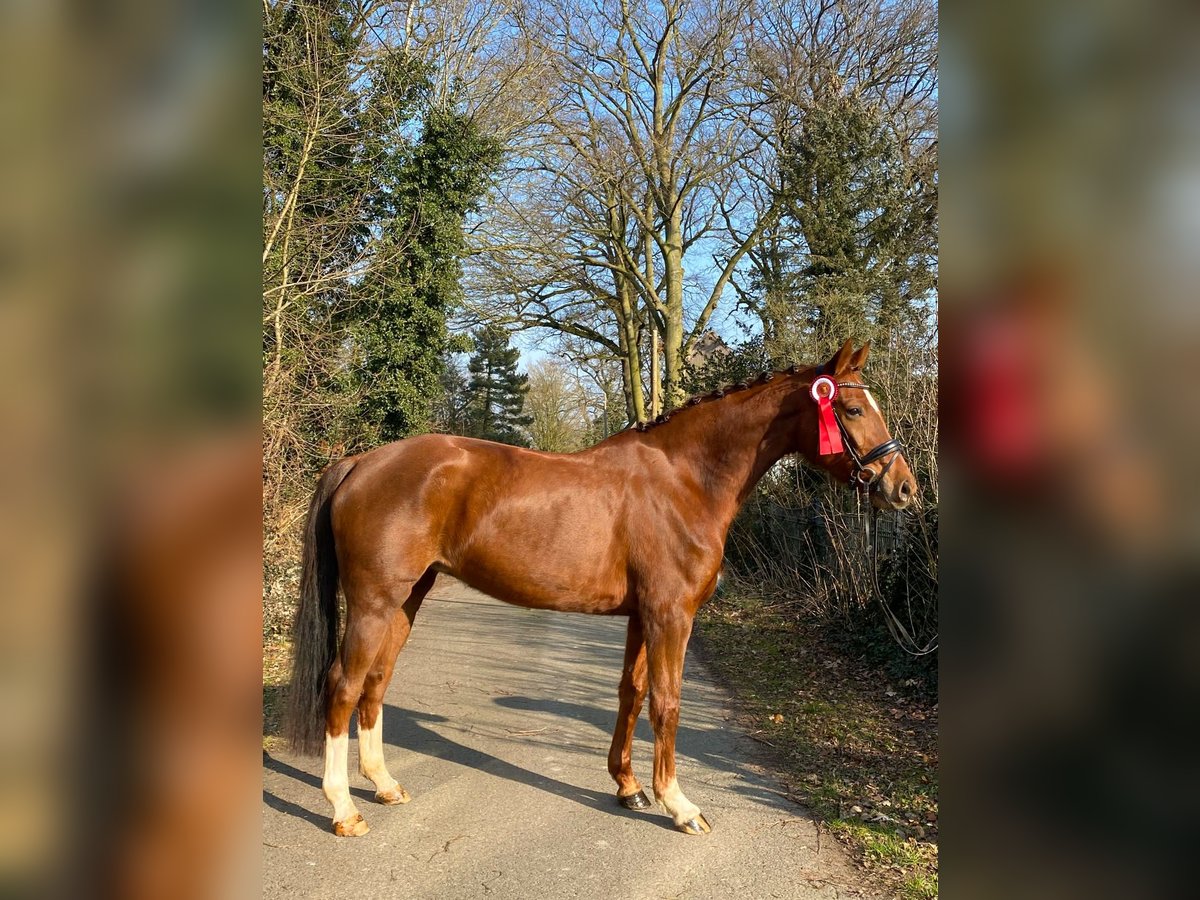 Hanoverian Mare 7 years 16,1 hh Chestnut in Stuhr