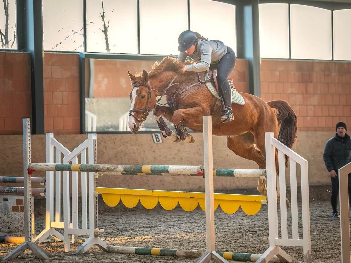 Hanoverian Mare 7 years 16,1 hh Chestnut-Red in Langelsheim