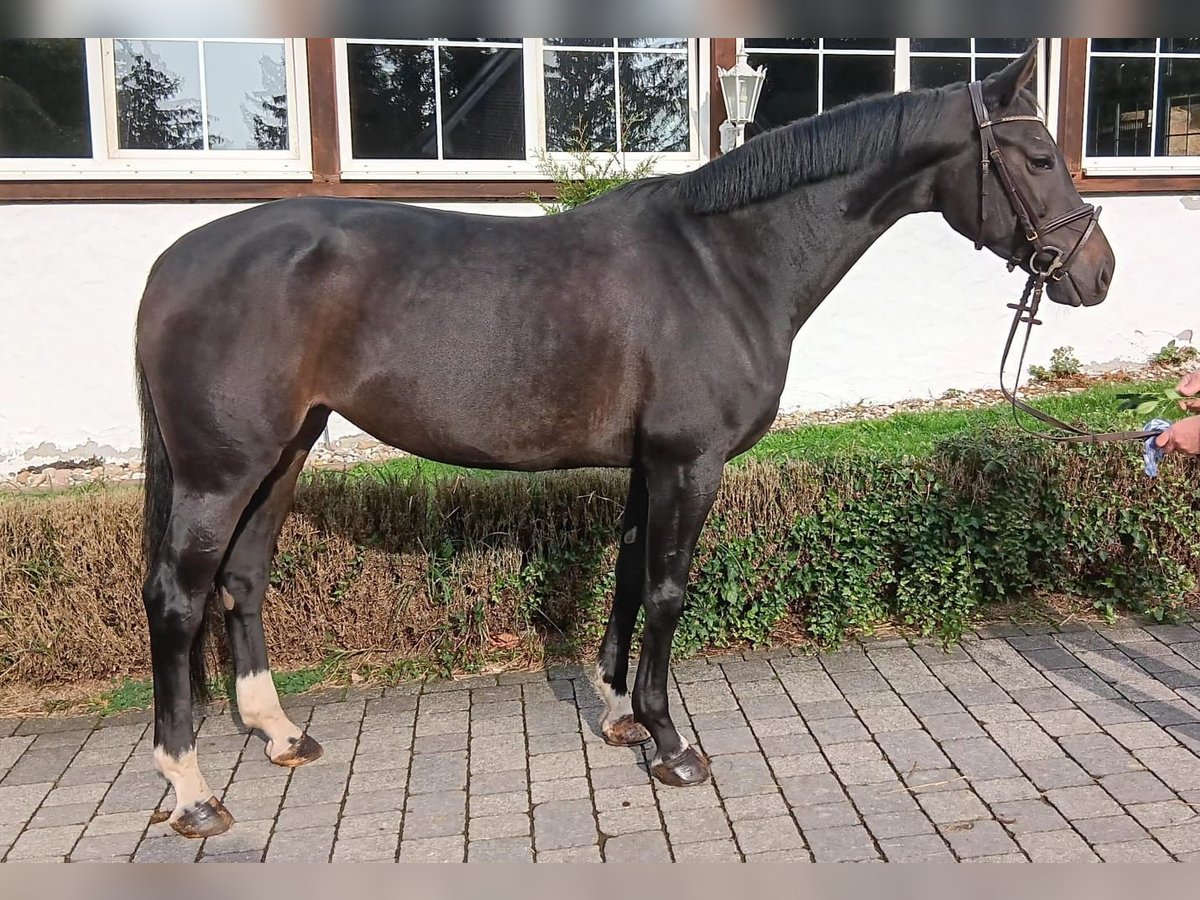 Hanoverian Mare 7 years 16,1 hh Smoky-Black in Wächtersbach