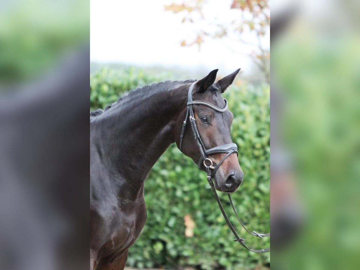 Hanoverian Mare 7 years 16,2 hh Black in Moers