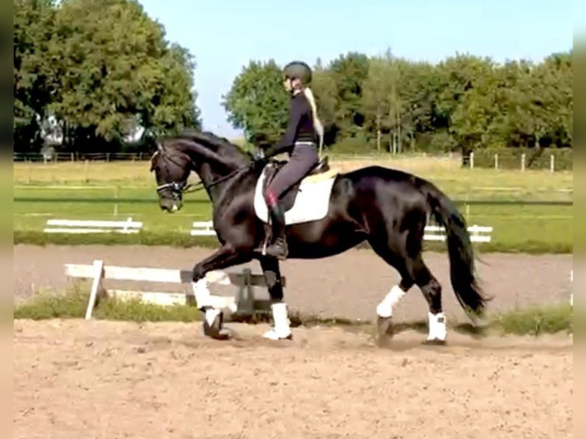 Hanoverian Mare 7 years 16,2 hh Black in Kirchlinteln