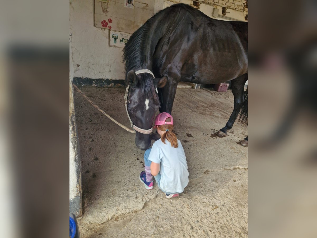 Hanoverian Mare 7 years 16,2 hh Black in Rabensburg