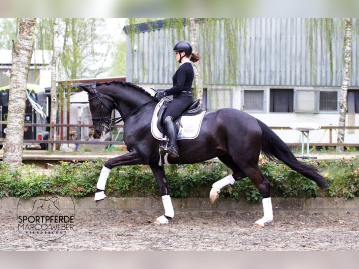 Hanoverian Mare 7 years 16,2 hh Black in Hassendorf