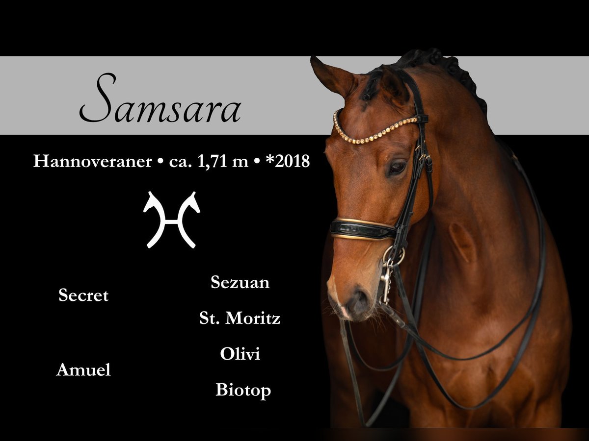 Hanoverian Mare 7 years 16,2 hh Brown in Wehringen