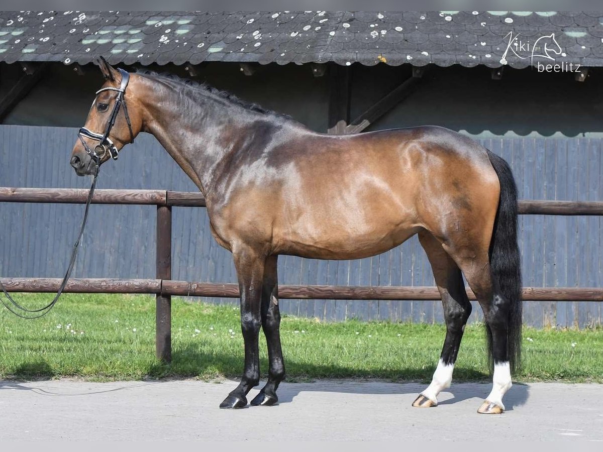 Hanoverian Mare 7 years 16,2 hh Brown in Tarmstedt