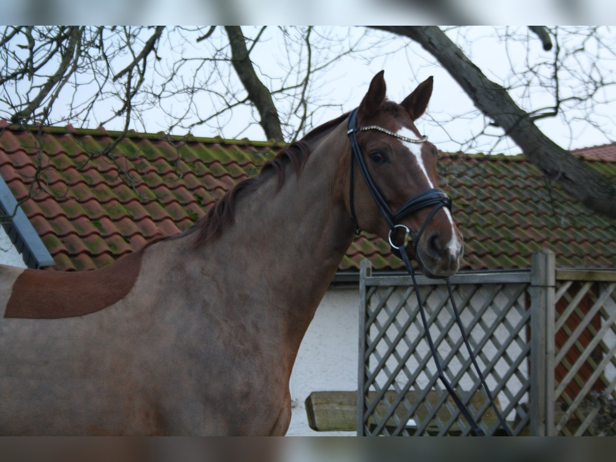 Hanoverian Mare 7 years 16,2 hh Chestnut in Springe