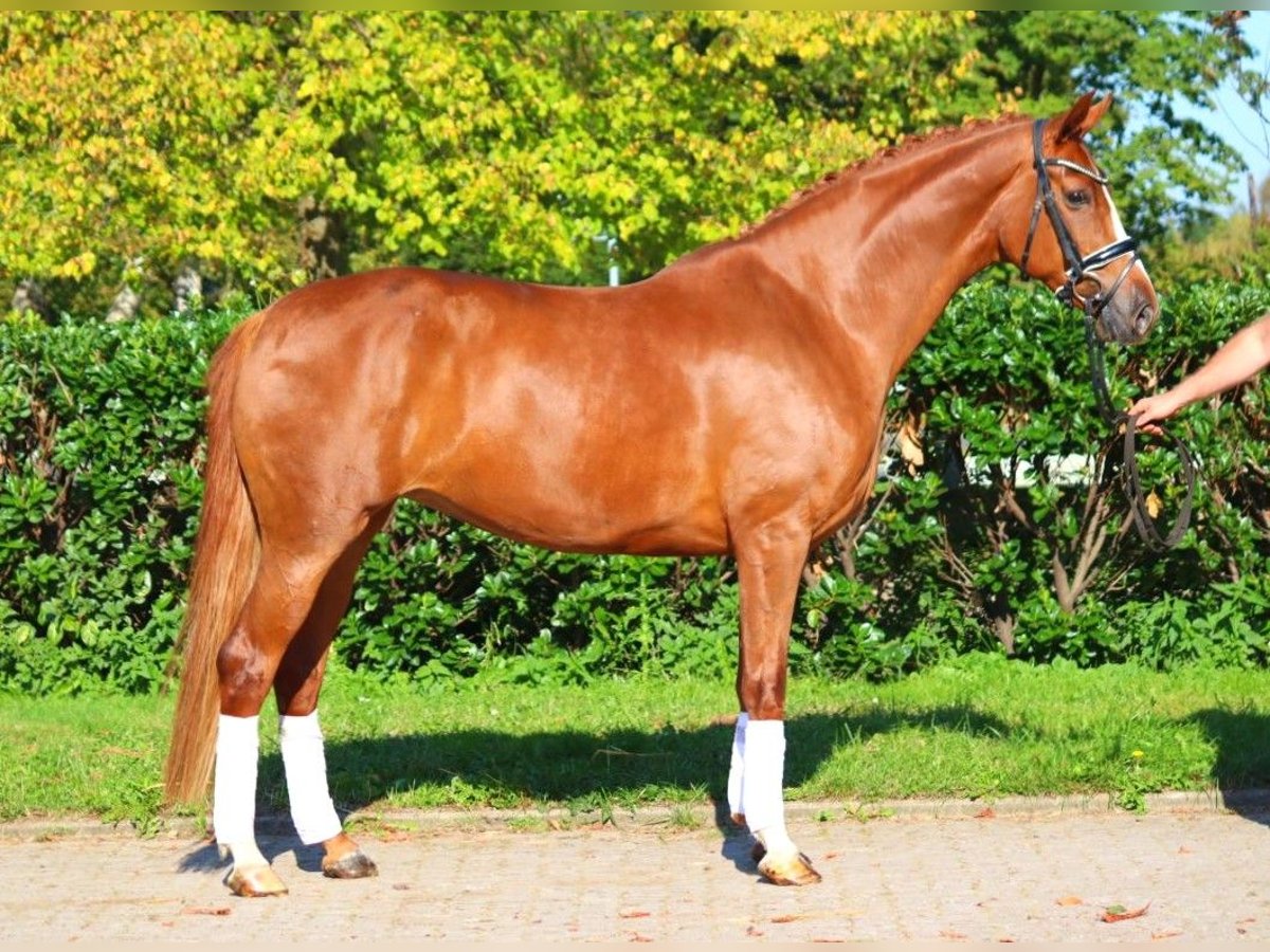 Hanoverian Mare 7 years 16,2 hh Chestnut-Red in Selsingen