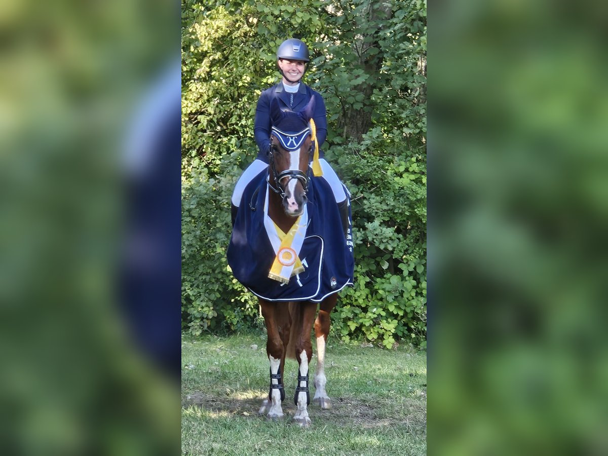 Hanoverian Mare 7 years 16,2 hh Chestnut-Red in Elmlohe