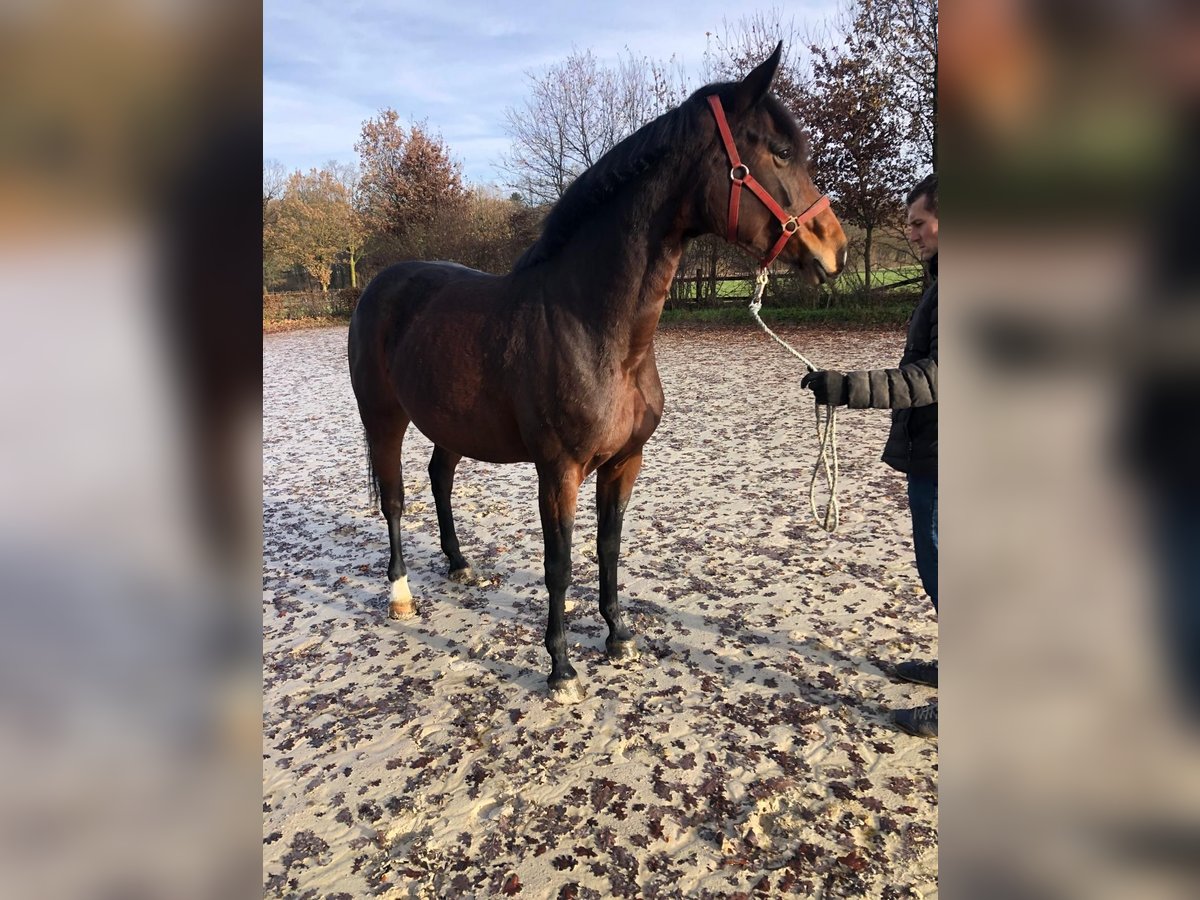 Hanoverian Mare 7 years 16,3 hh Brown in Münster