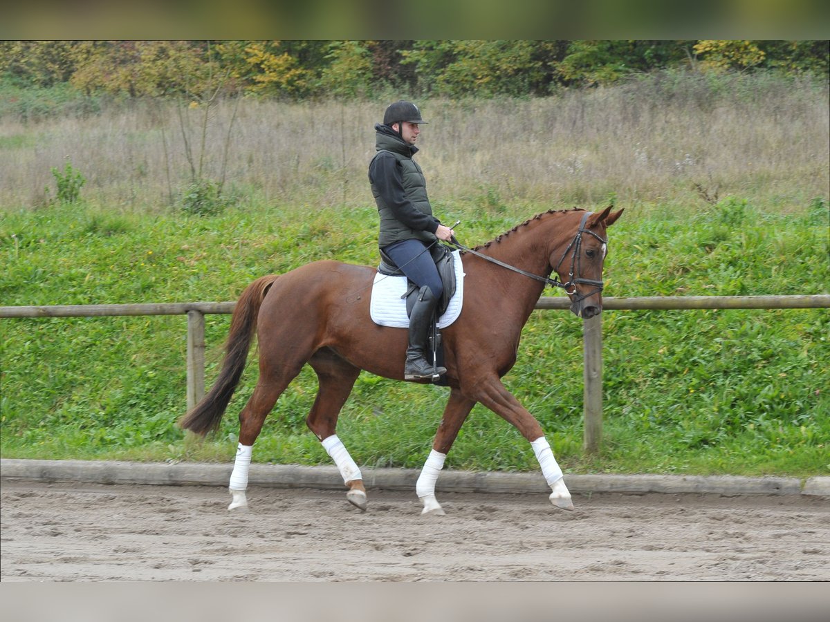 Hanoverian Mare 7 years 16,3 hh Chestnut-Red in Wellheim