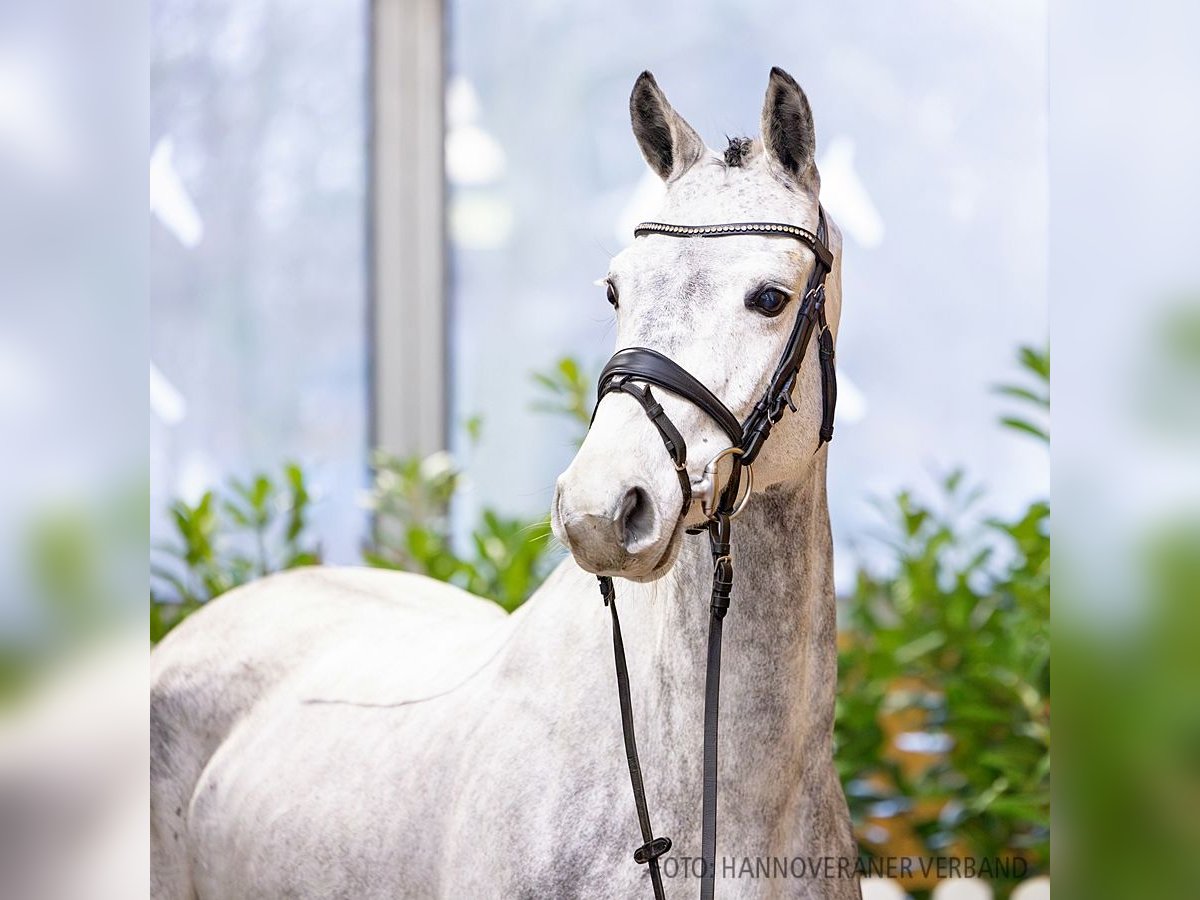 Hanoverian Mare 7 years 16 hh Bay-Dark in Verden