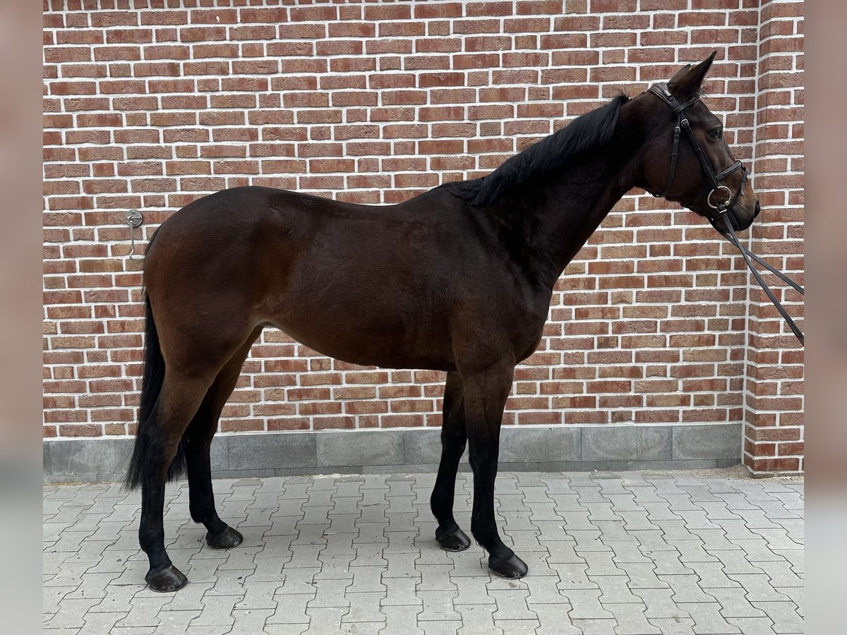 Hanoverian Mare 7 years 16 hh Bay-Dark in Walldorf