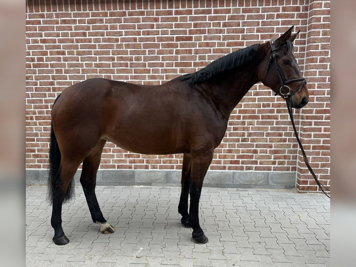 Hanoverian Mare 7 years 16 hh Bay-Dark in Walldorf