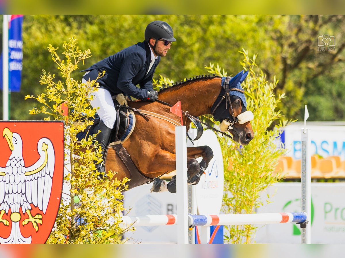 Hanoverian Mare 7 years 16 hh Bay in Racot