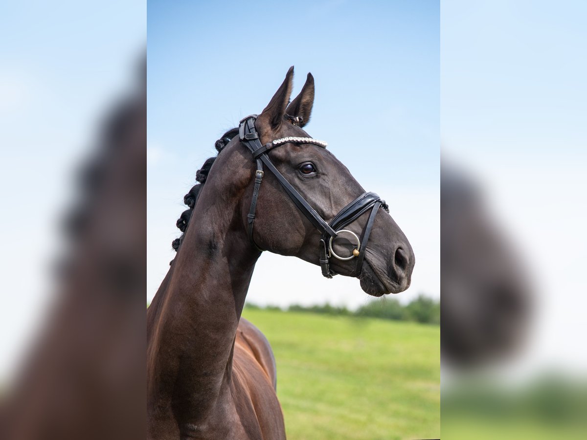 Hanoverian Mare 7 years 16 hh Black in Kempten